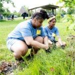 Students with University Prep Science and Math in Detroit pull weeds at Belle Isle Park.